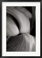 Framed Iris Abstract II