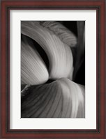 Framed Iris Abstract II