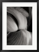 Iris Abstract II Framed Print