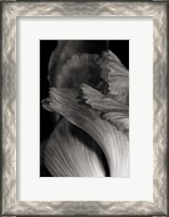 Framed Iris Abstract I