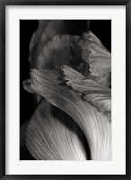 Framed Iris Abstract I