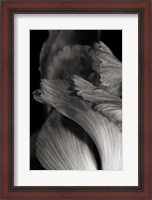 Framed Iris Abstract I