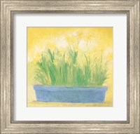 Framed Window Box with Narcissi
