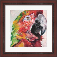 Framed Parrot I