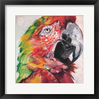 Framed Parrot I