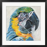 Framed Parrot II