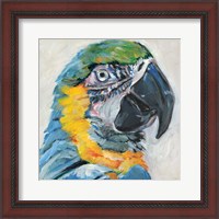 Framed Parrot II