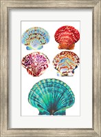 Framed Seashell Collection I