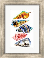 Framed Seashell Collection II