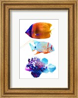 Framed Fish Trio