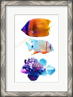 Framed Fish Trio