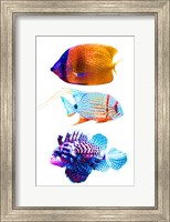Framed Fish Trio