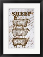 Sheep Framed Print