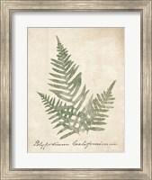 Framed Vintage Ferns XI no Border