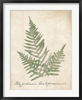 Framed Vintage Ferns XI no Border
