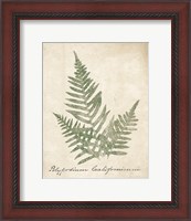 Framed Vintage Ferns XI no Border