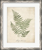 Framed Vintage Ferns IX no Border