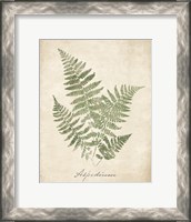 Framed Vintage Ferns IX no Border