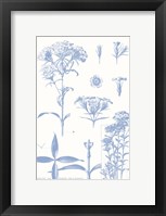 Serenity Phlox on White Framed Print