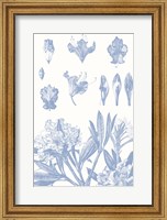 Framed Serenity Rhododendron on White