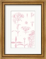Framed Rose Quartz Phlox on White