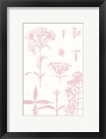 Framed Rose Quartz Phlox on White