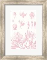 Framed Rose Quartz Rhododendron on White