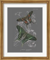 Framed Lepidoptera II