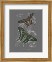 Framed Lepidoptera II