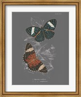Framed Lepidoptera I