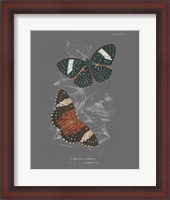 Framed Lepidoptera I