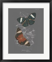 Lepidoptera I Framed Print