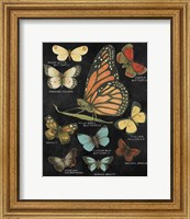 Framed Botanical Butterflies Postcard II Black