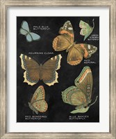 Framed Botanical Butterflies Postcard III Black