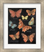 Framed Botanical Butterflies Postcard IV Black