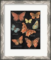 Framed Botanical Butterflies Postcard IV Black