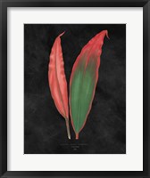 Framed Beautiful Leaved Plants II Black