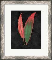 Framed Beautiful Leaved Plants II Black