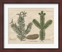 Framed Antique Botanical XXII