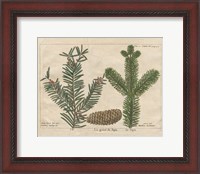 Framed Antique Botanical XXII