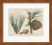 Framed 'Antique Botanical XXI' border=