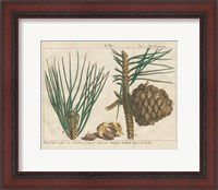 Framed Antique Botanical XXI