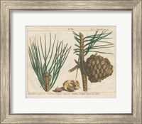 Framed Antique Botanical XXI