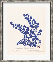 Framed Botanical Fern III Blue