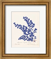 Framed Botanical Fern III Blue