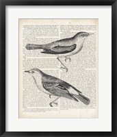 Framed Vintage Birds on Newsprint