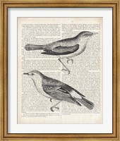 Framed Vintage Birds on Newsprint