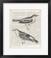 Framed Vintage Birds on Newsprint