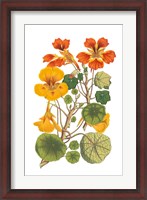 Framed Antique Botanical XVII