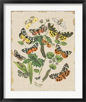 Framed Butterfly Bouquet IV Linen